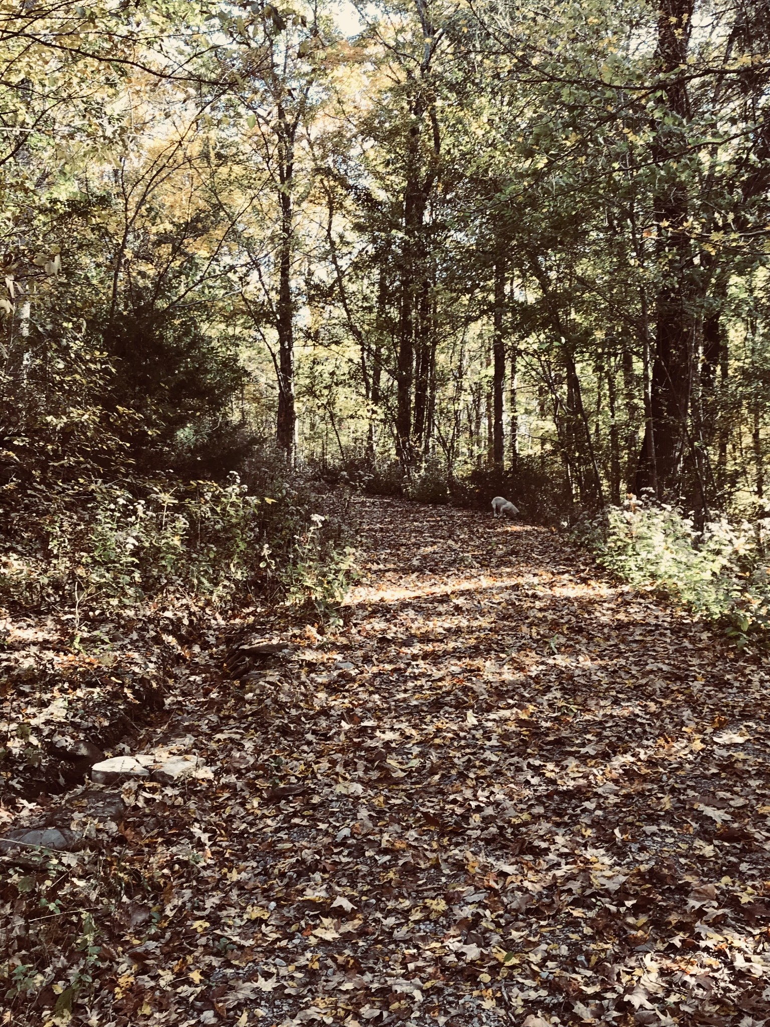 0 Toll Dugger Road Culleoka, TN 38451 - Photo 62 of 93 a view of a yard with a tree