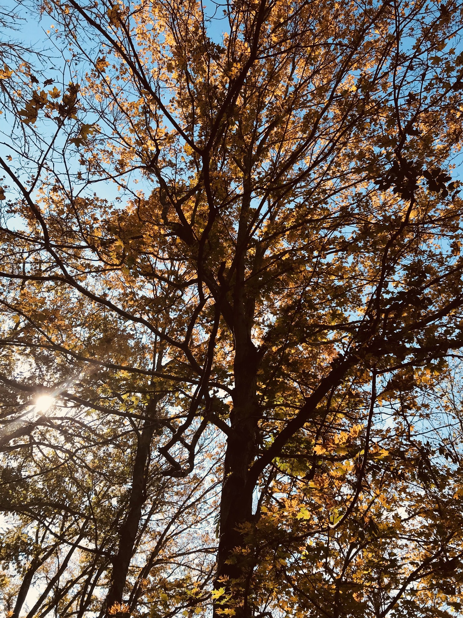 0 Toll Dugger Road Culleoka, TN 38451 - Photo 63 of 93