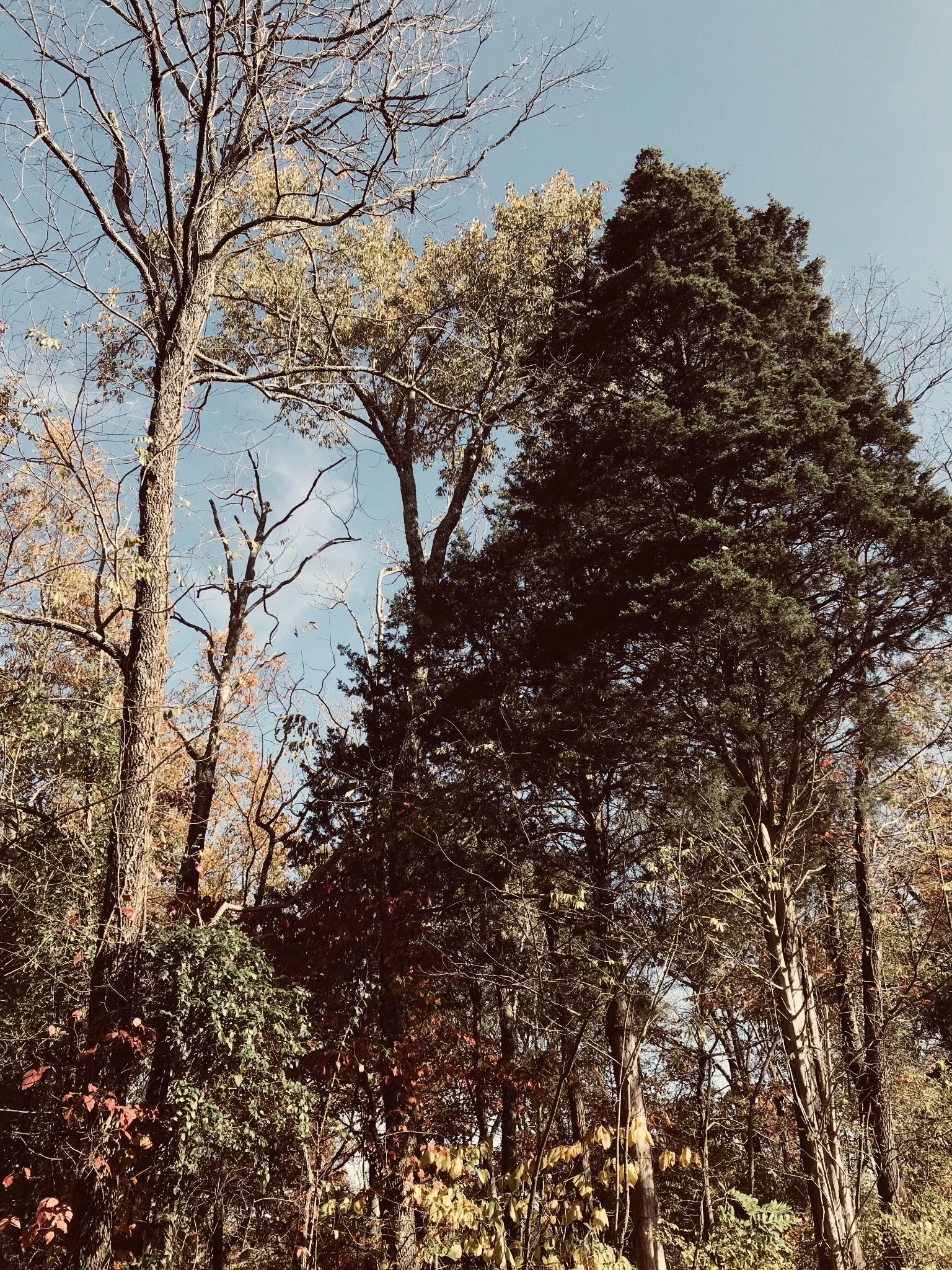 0 Toll Dugger Road Culleoka, TN 38451 - Photo 65 of 93