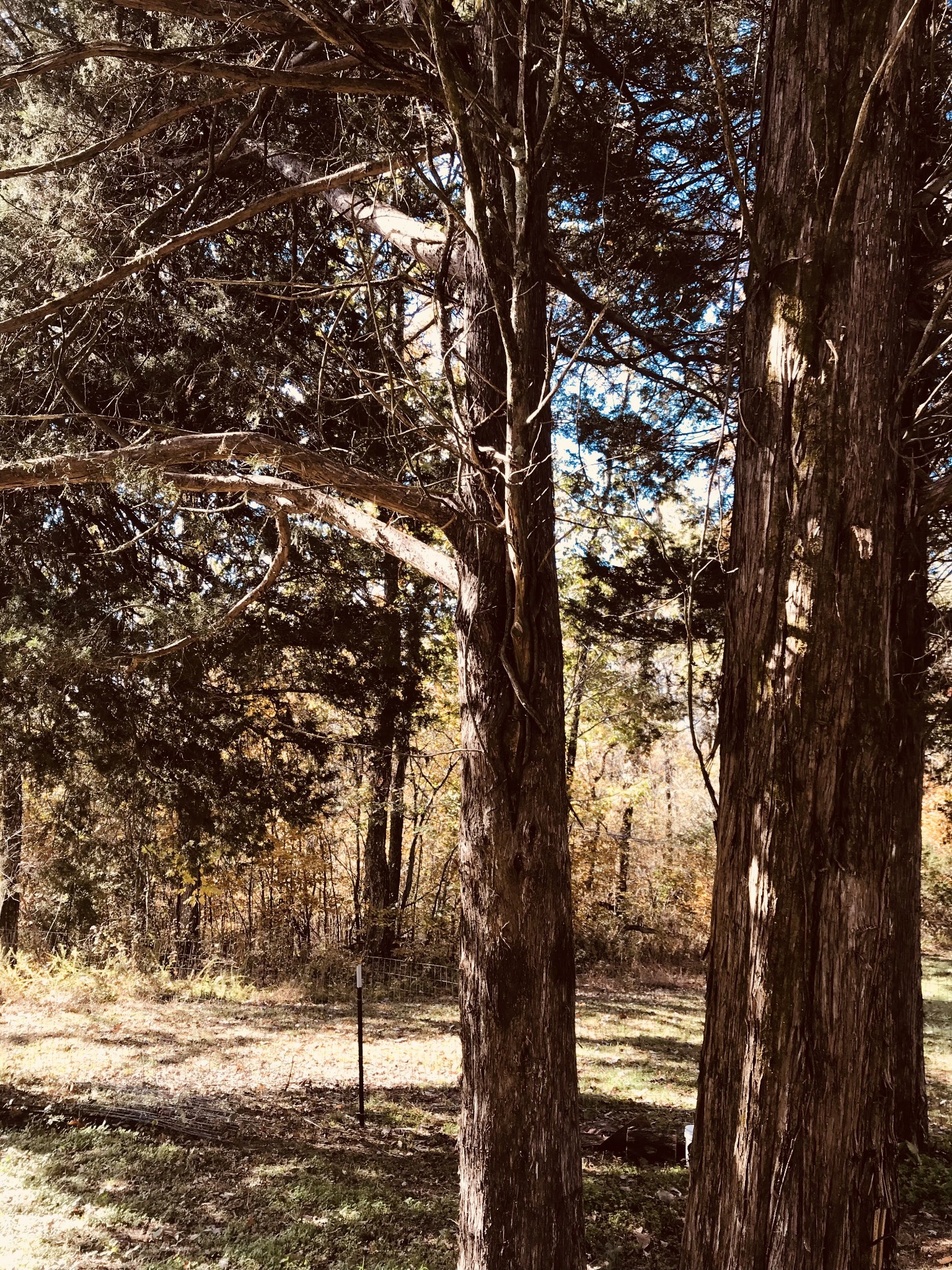 0 Toll Dugger Road Culleoka, TN 38451 - Photo 66 of 93