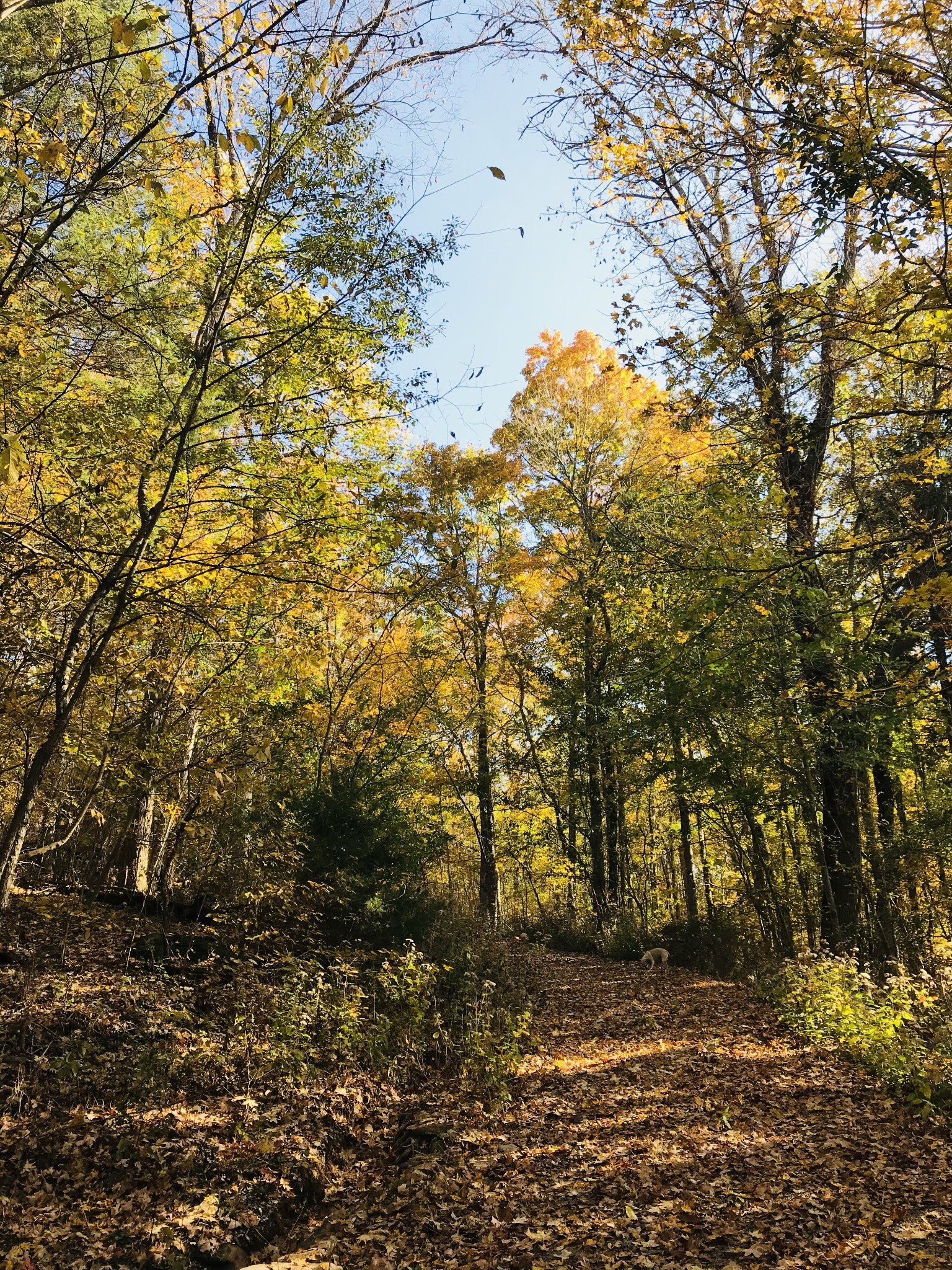 0 Toll Dugger Road Culleoka, TN 38451 - Photo 67 of 93 a view of a yard with plants and trees