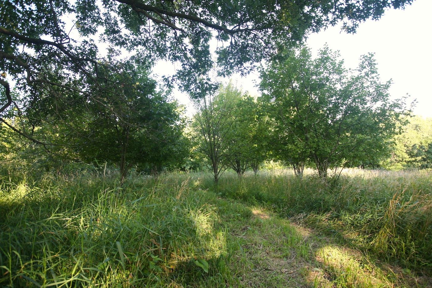 13781 Scenic Ridge Road Savanna, IL 61074 - Photo 10 of 31 Gallery Image 10
