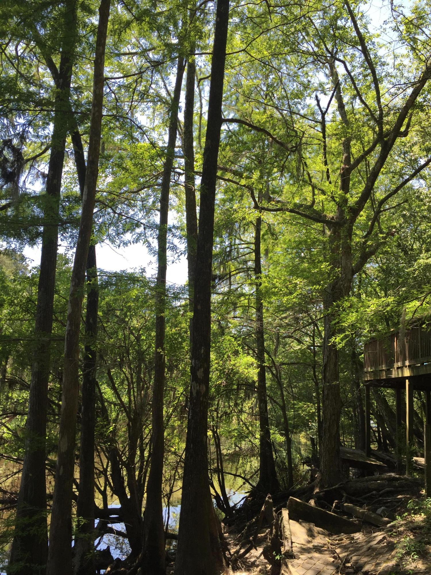 70 Hollow Log Court Ridgeville, SC 29472 - Photo 2 of 12 IMG_0911