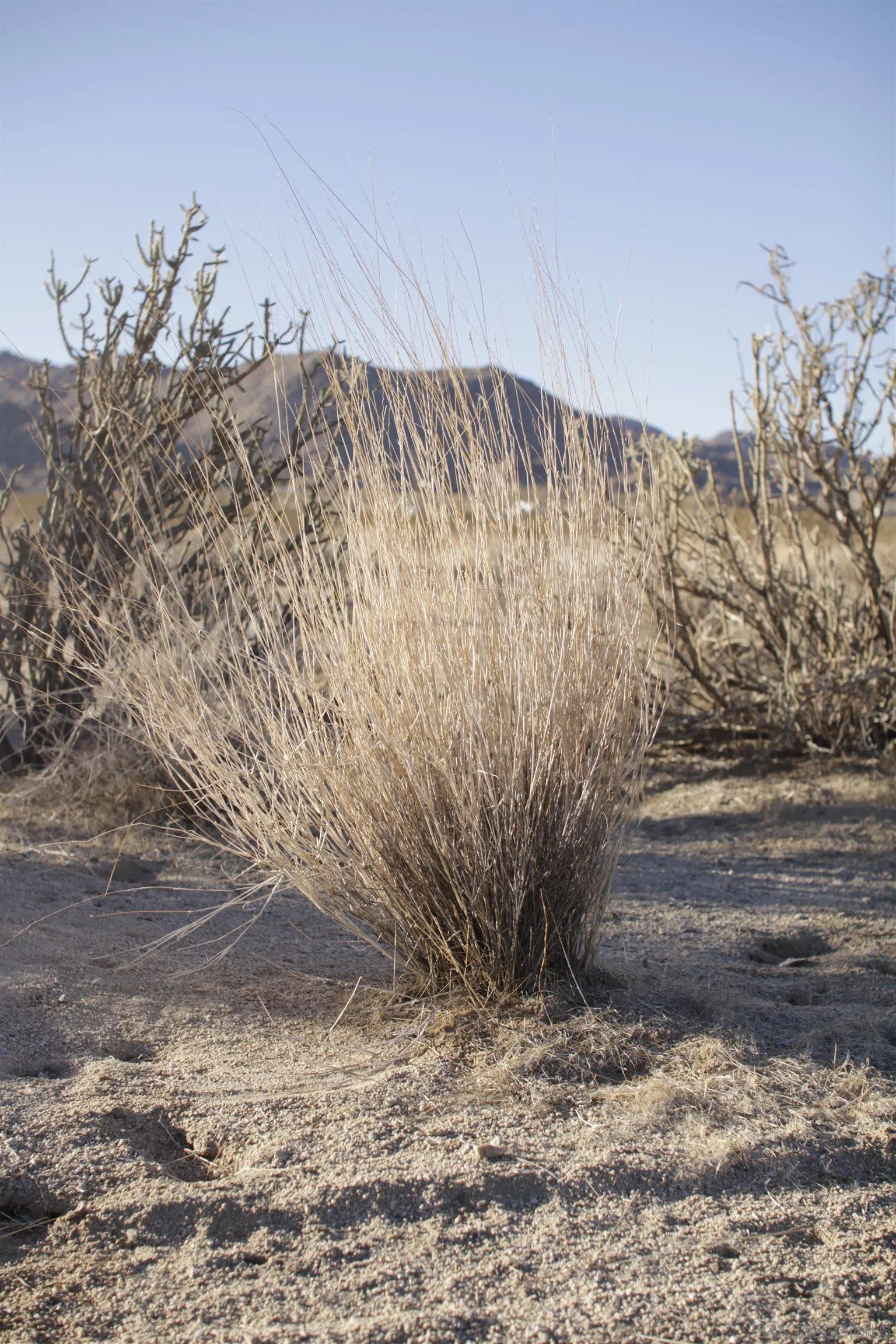 29 Palms Highway, Unit 1 Joshua Tree, CA 92252 - Photo 7 of 31 a view of a dry yard