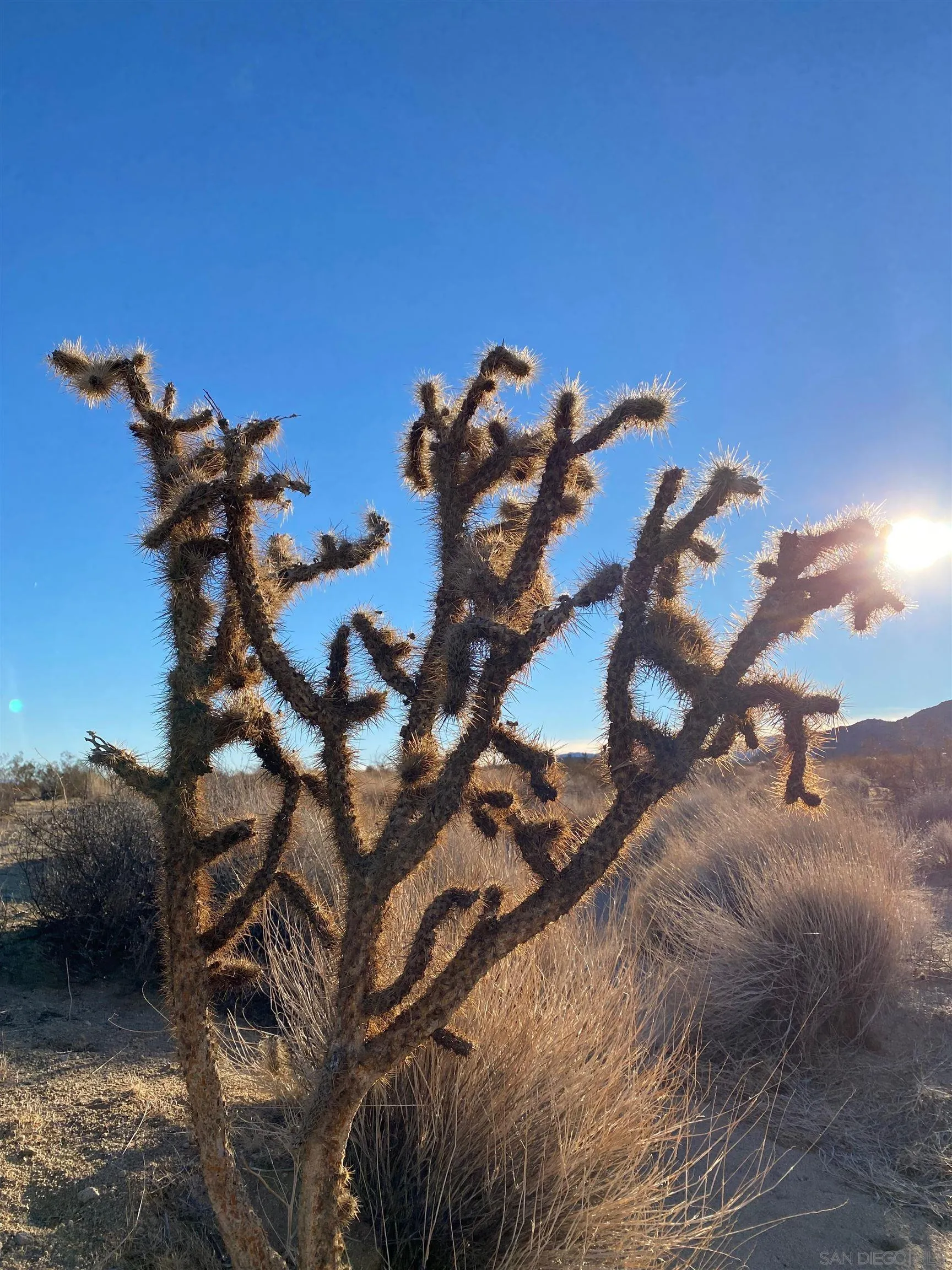 29 Palms Highway, Unit 1 Joshua Tree, CA 92252 - Photo 8 of 31 a backyard of a house with table and chairs