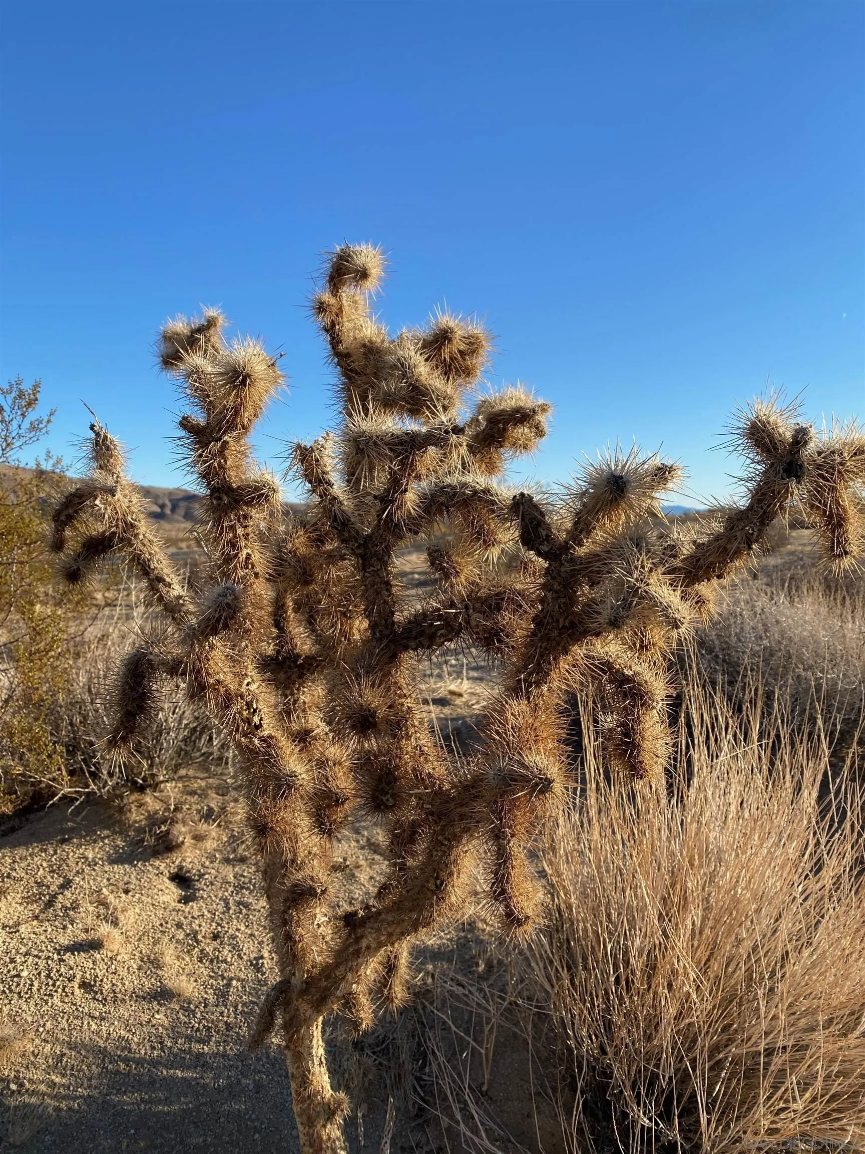 29 Palms Highway, Unit 1 Joshua Tree, CA 92252 - Photo 9 of 31 a view of a tree in a field