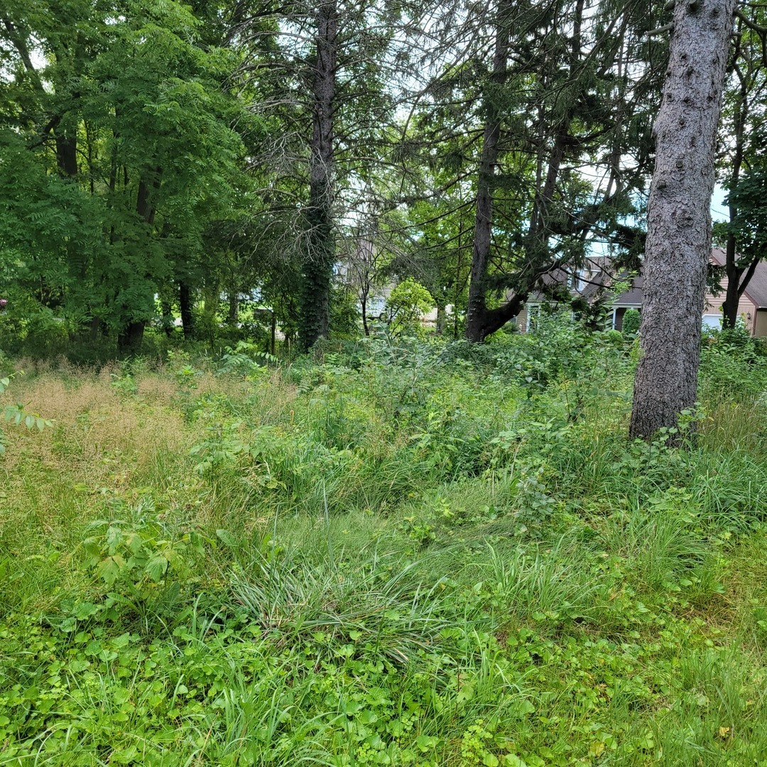 25570 West High Street Wauconda, IL 60084 - Photo 3 of 9 a view of a lush green forest