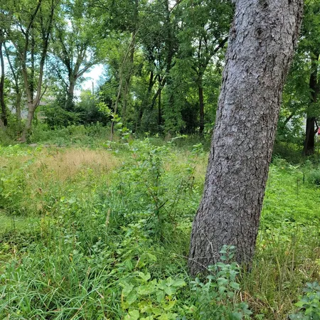 a big yard with lots of green space and house