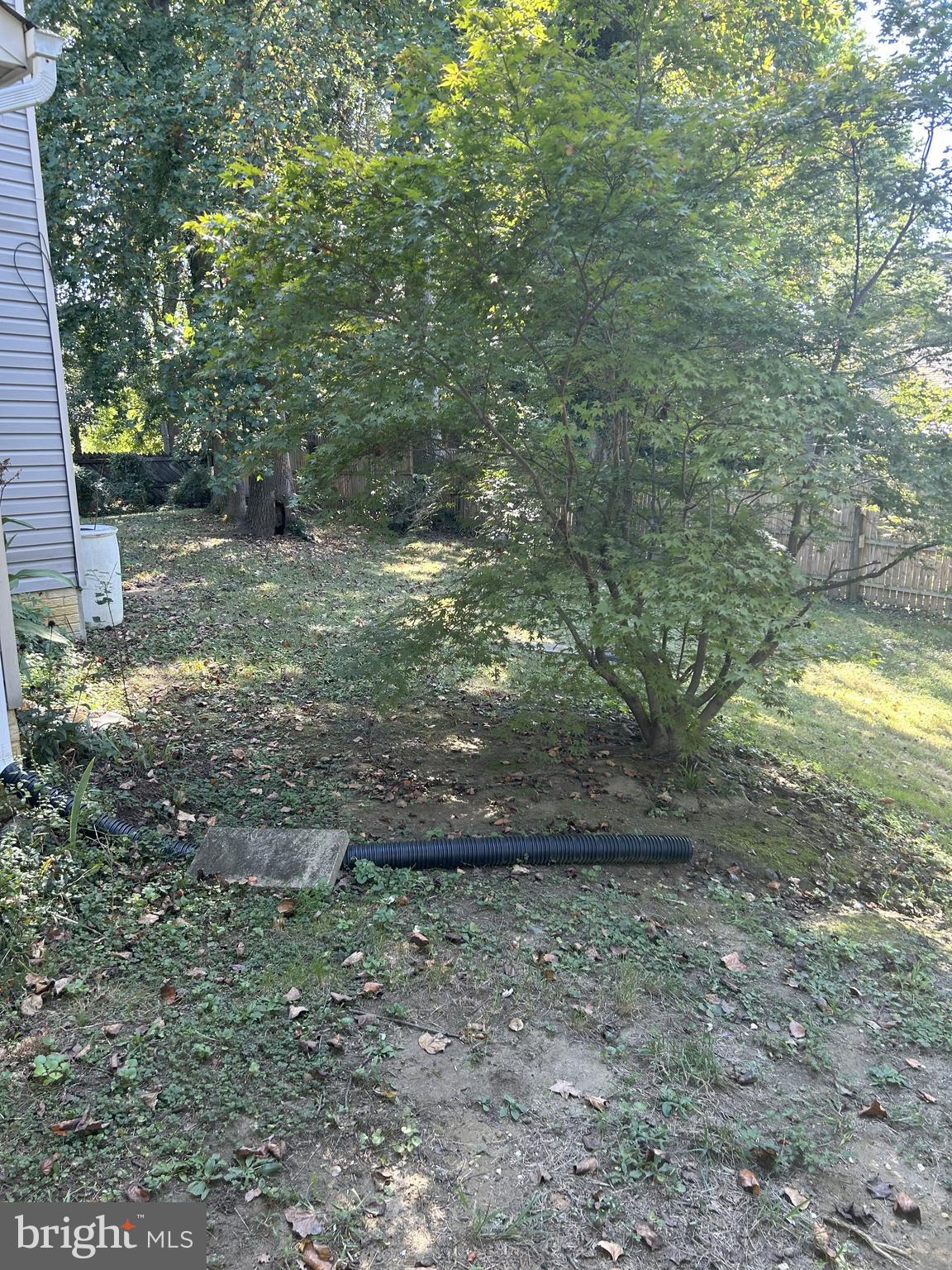 111 Janwall Street Annapolis, MD 21403 - Photo 5 of 32 a view of a yard with plants and large trees