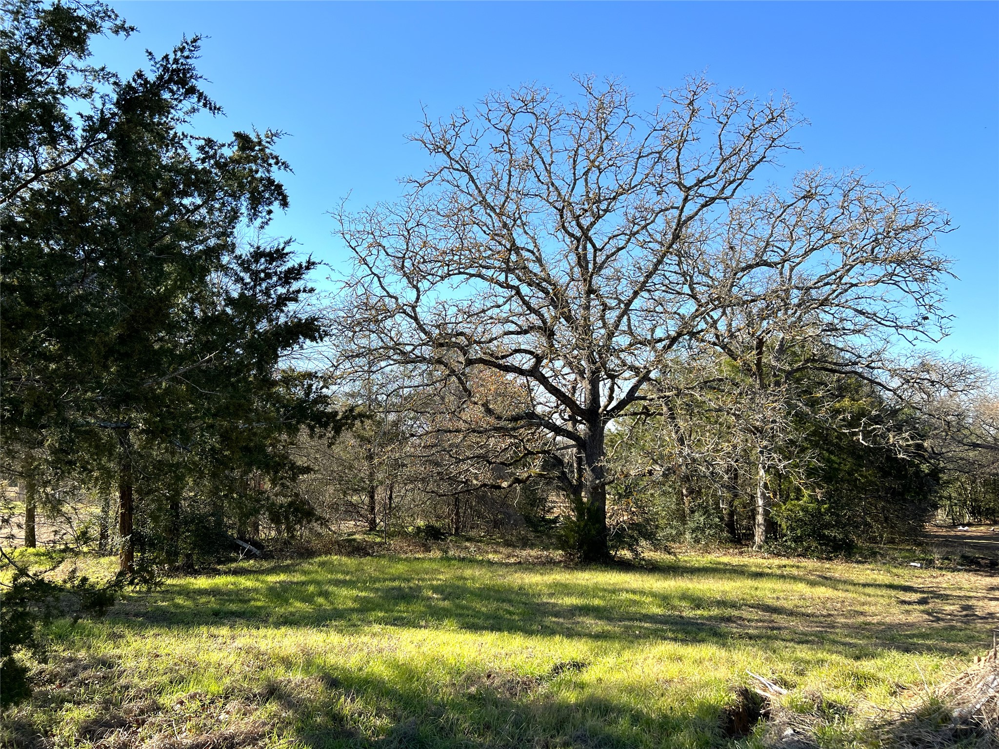 Tbd Rosanky Cattle Company Road Smithville, TX 78957 - Photo 11 of 40 a view of a grassy area with large trees