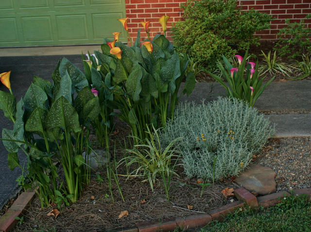 404 Alleen Road Knoxville, TN 37920 - Photo 28 of 36 Calla lilies in front bed