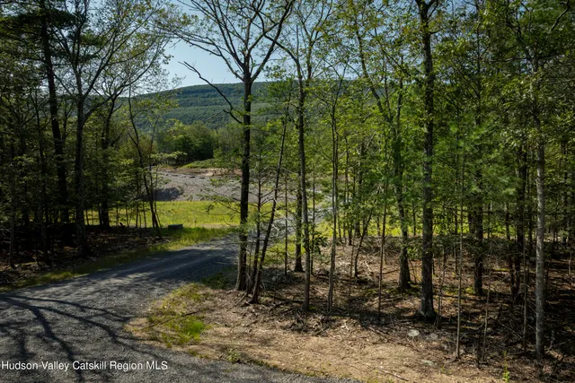 a view of a yard with plants and large trees