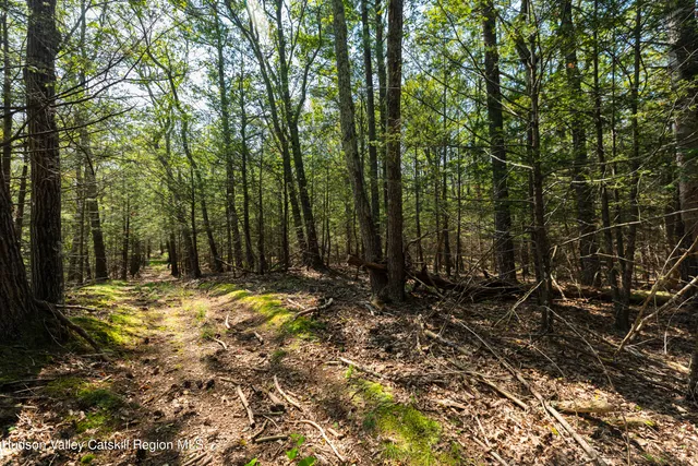 a view of a backyard with trees