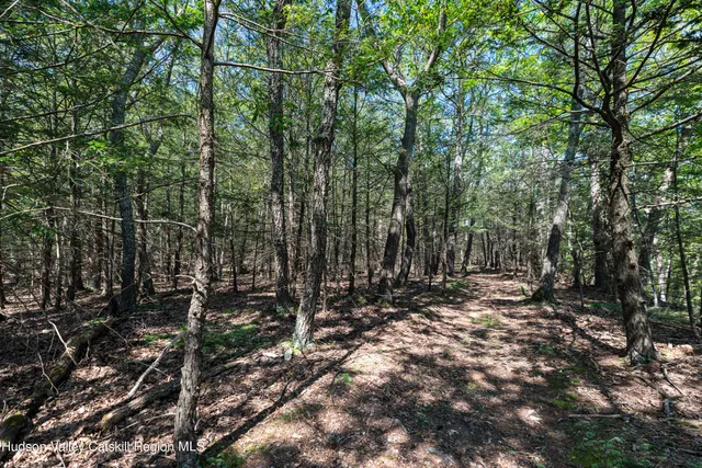 a view of a forest with trees