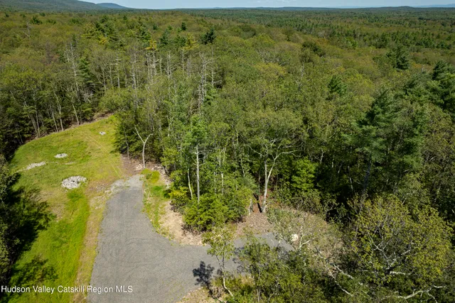 a view of a yard with plants and large trees