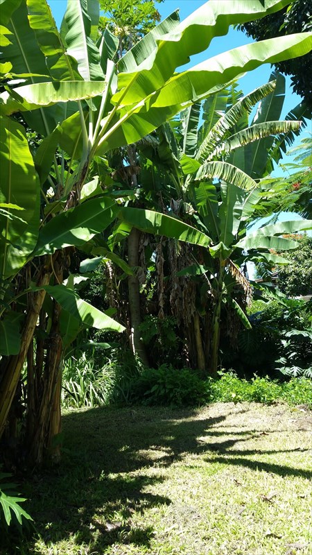82-6079 Hawaii Belt Road Captain Cook, HI 96704 - Photo 22 of 23 Gallery Image 22