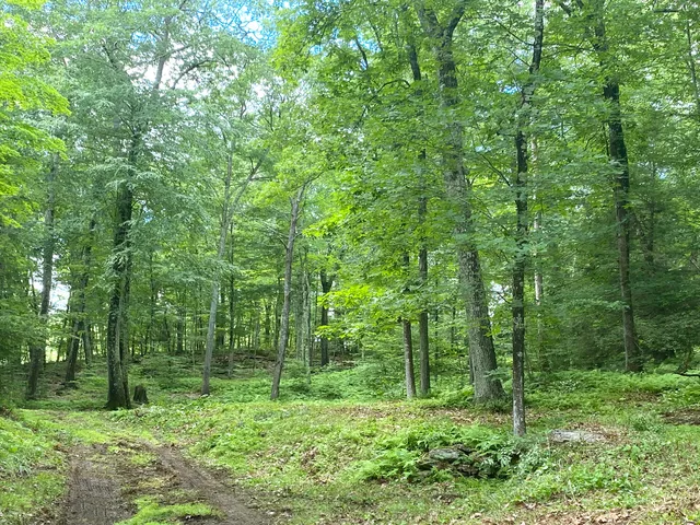 a view of lush green forest