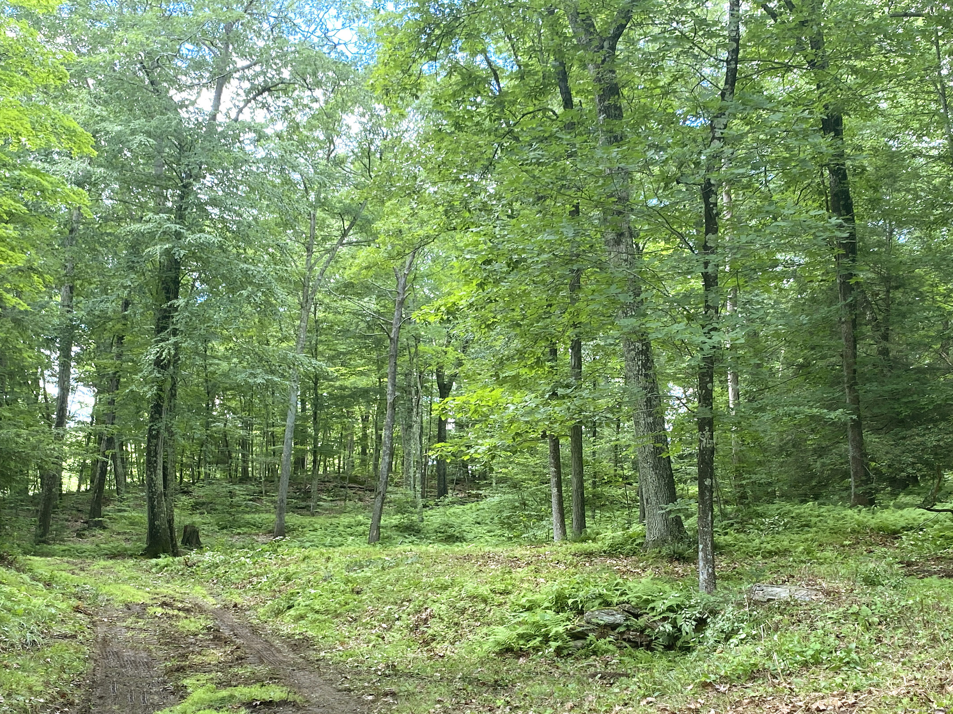 a view of lush green forest