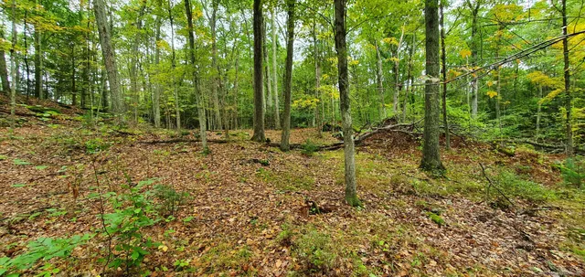 a backyard of a house with lots of green space