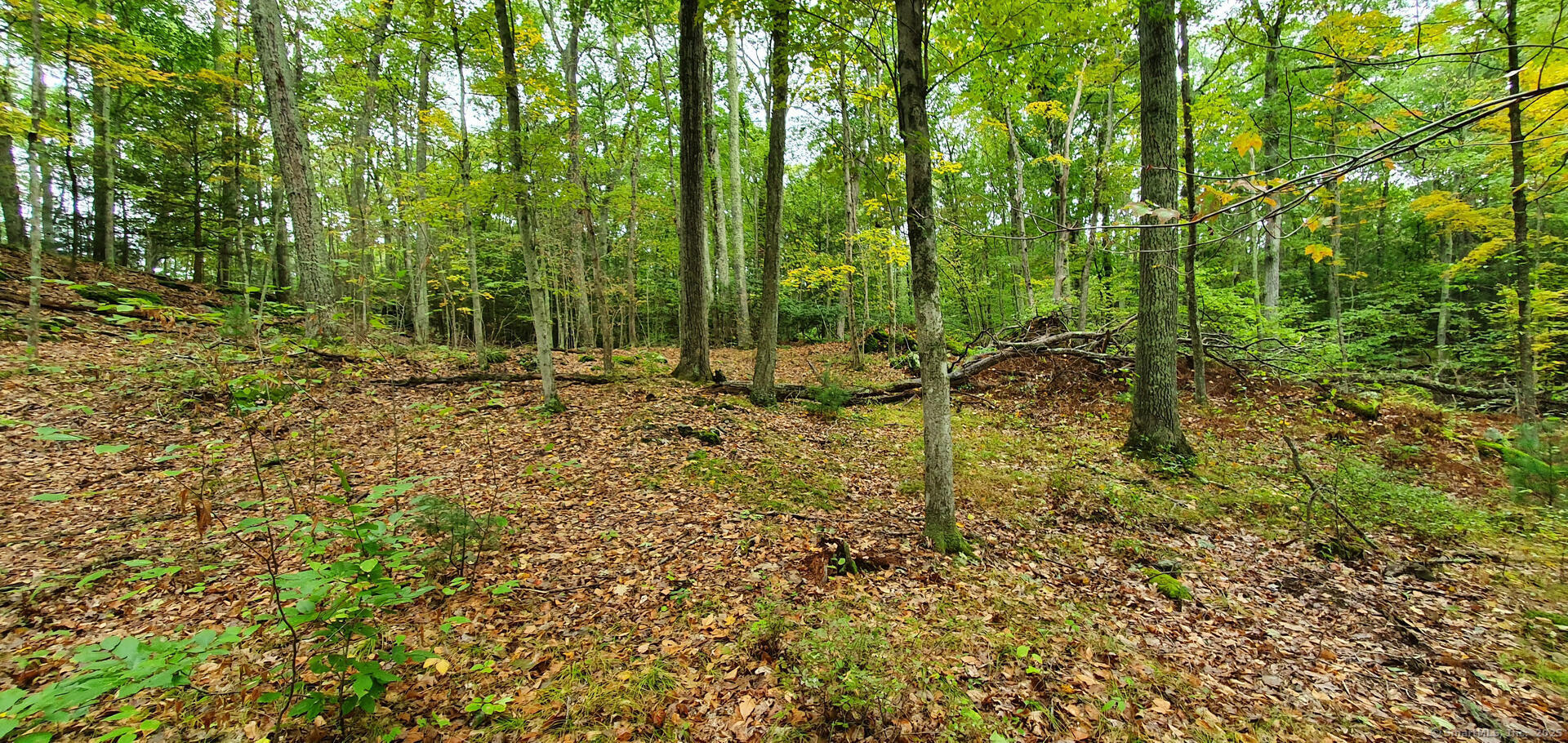 307 North Street Roxbury, CT 06783 - Photo 5 of 6 a backyard of a house with lots of green space
