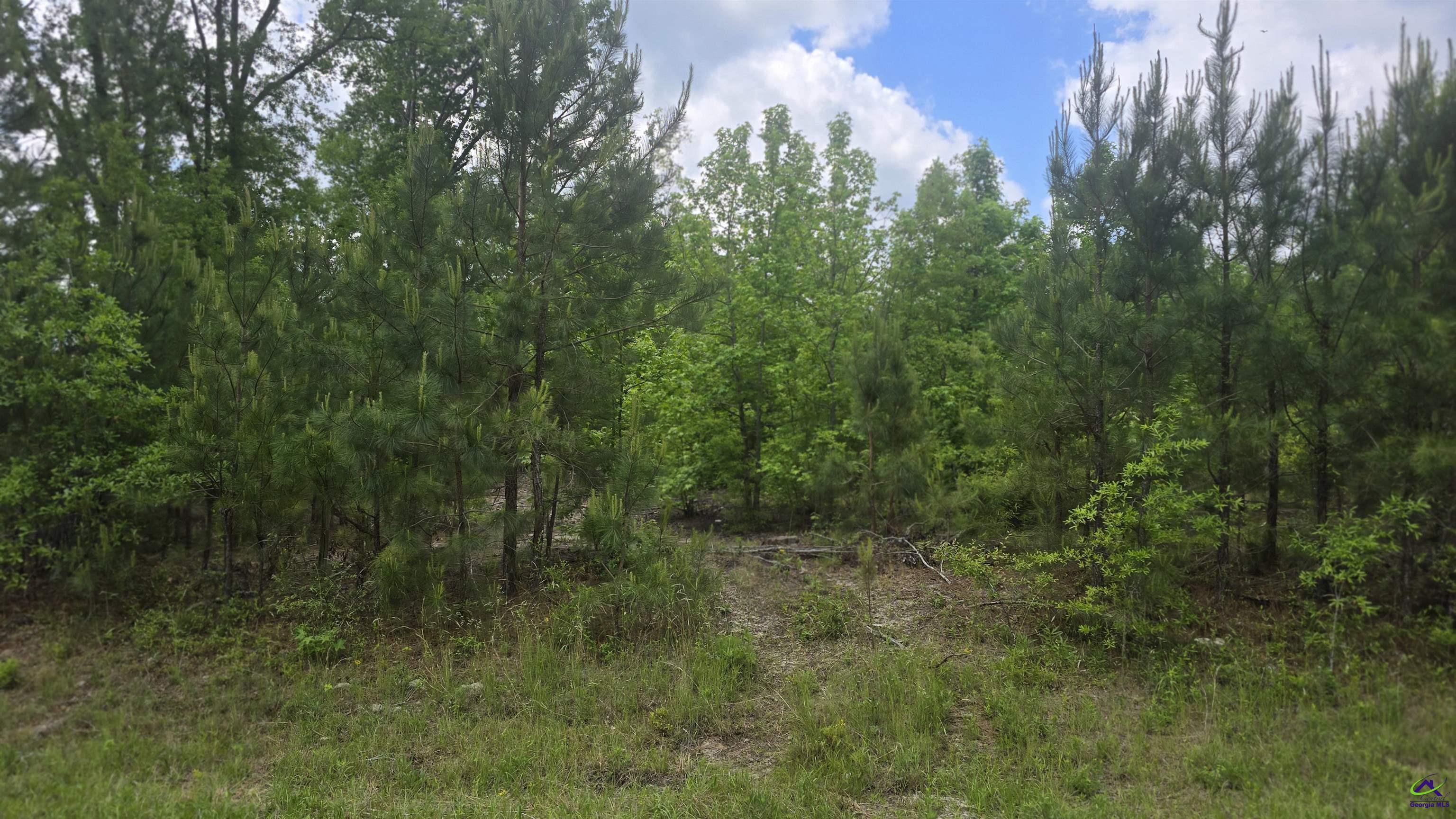 0 South S Highway Dublin, GA 31021 - Photo 11 of 13 a view of a forest with trees in the background