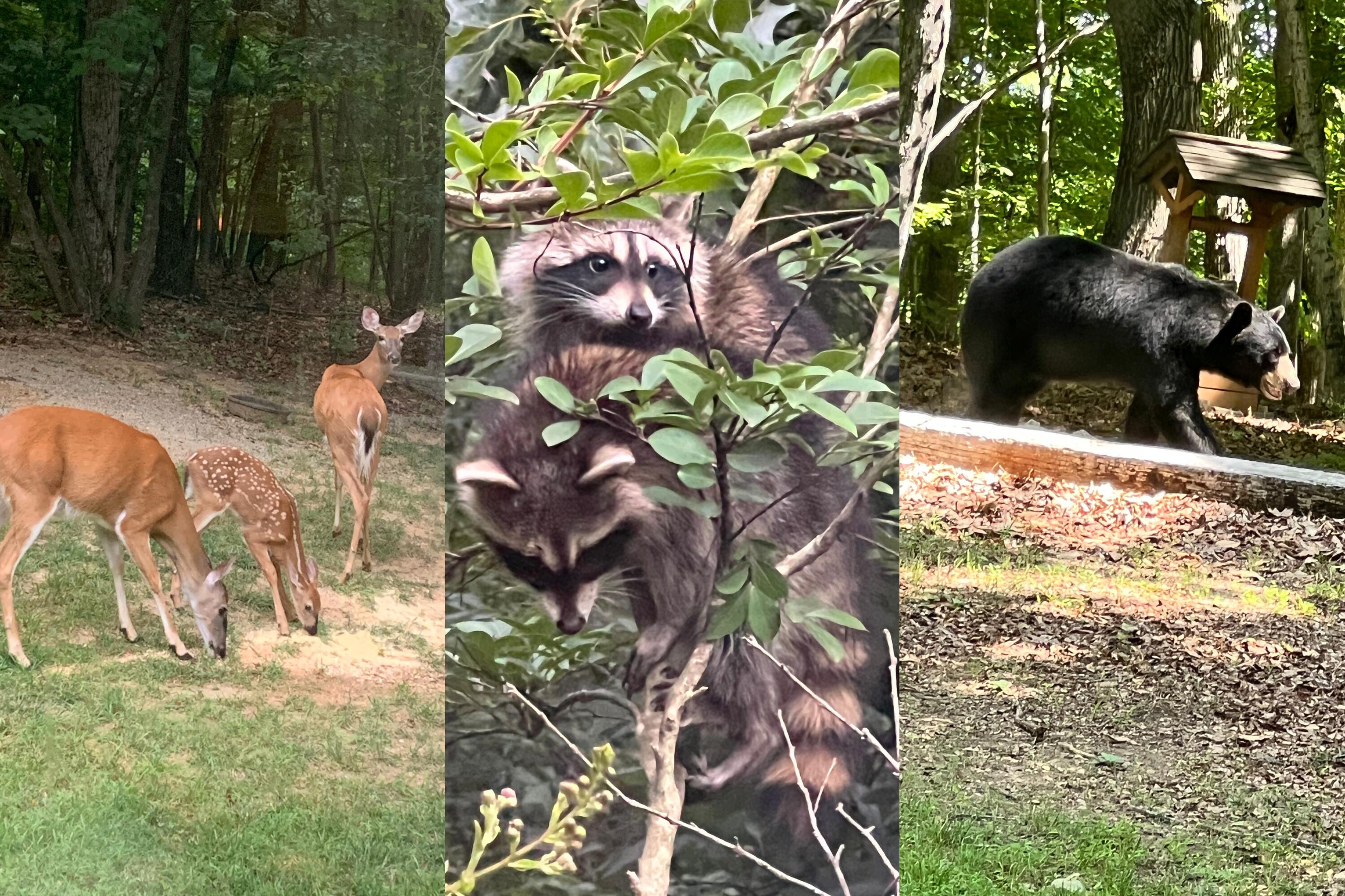 1285 Echo Hills Road Elliston, VA 24087 - Photo 43 of 47 1285EchoHIllsWildlifeCombo