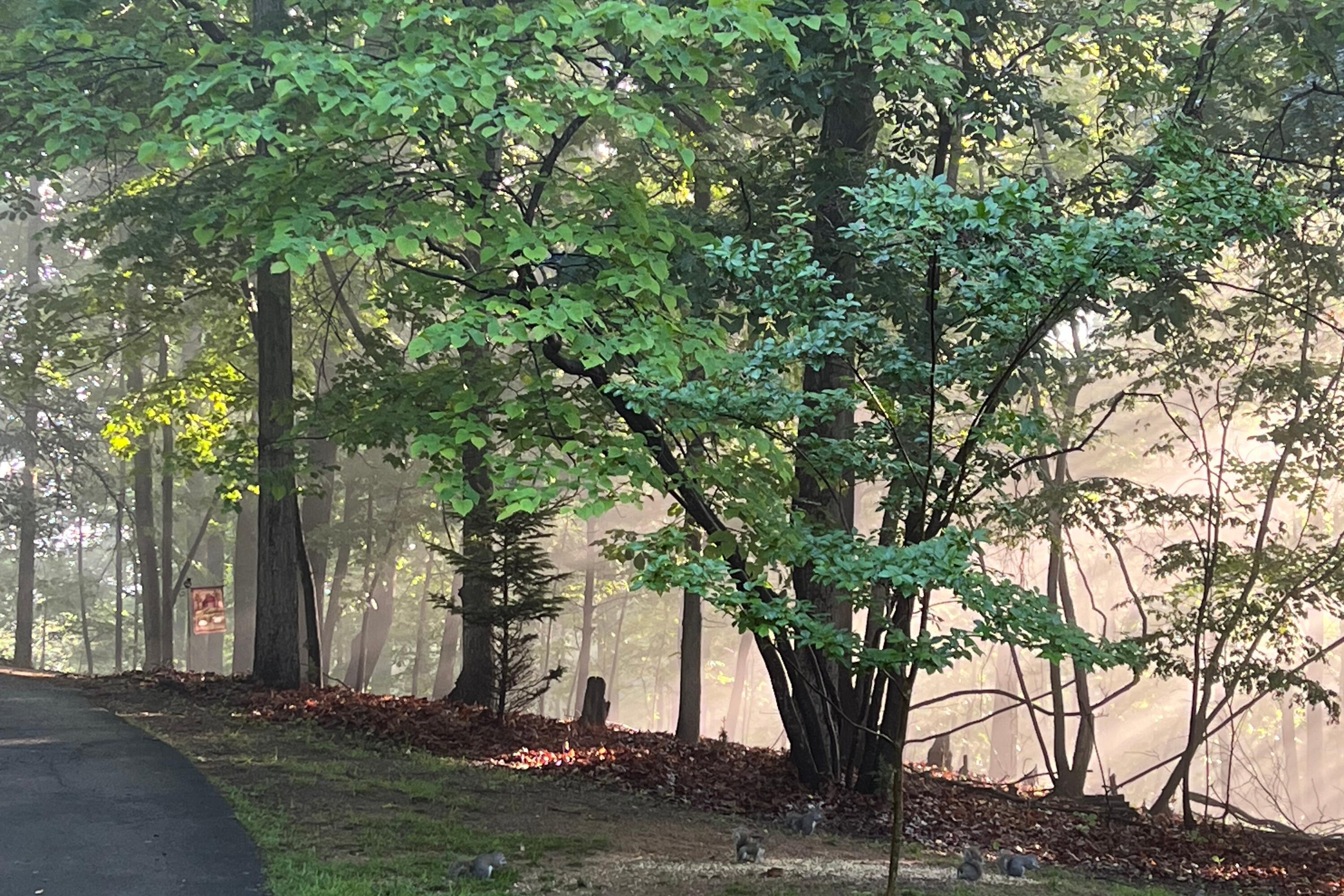 1285 Echo Hills Road Elliston, VA 24087 - Photo 44 of 47 1285EchoHillsLandscape