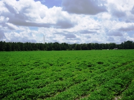 0 Rad Denmark Road, Unit 2 Brooklet, GA 30415 - Photo 1 of 1
