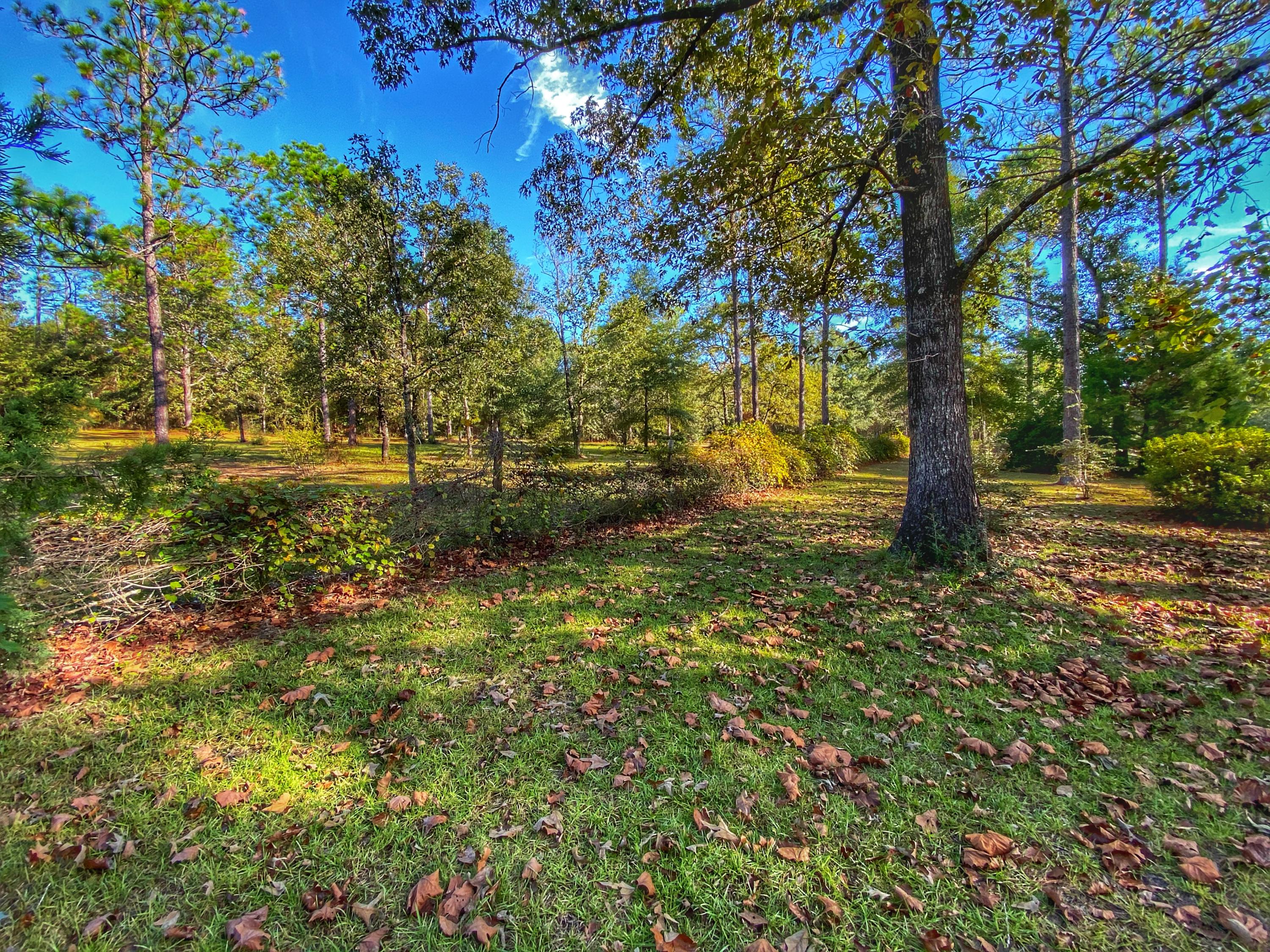 1171 Spring Lake Road DeFuniak Springs, FL 32433 - Photo 11 of 36 Grape Vines