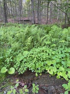 0 Stump Pond Road Callicoon Center, NY 12724 - Photo 12 of 17 a view of a garden with a bench