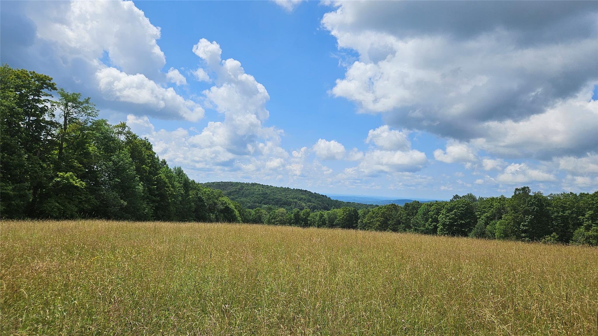 0 Stump Pond Road Callicoon Center, NY 12724 - Photo 16 of 17 a view of a big yard with plants and large trees
