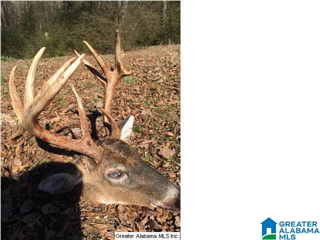 3703 Co Highway 24 Springville, AL 35146 - Photo 12 of 28