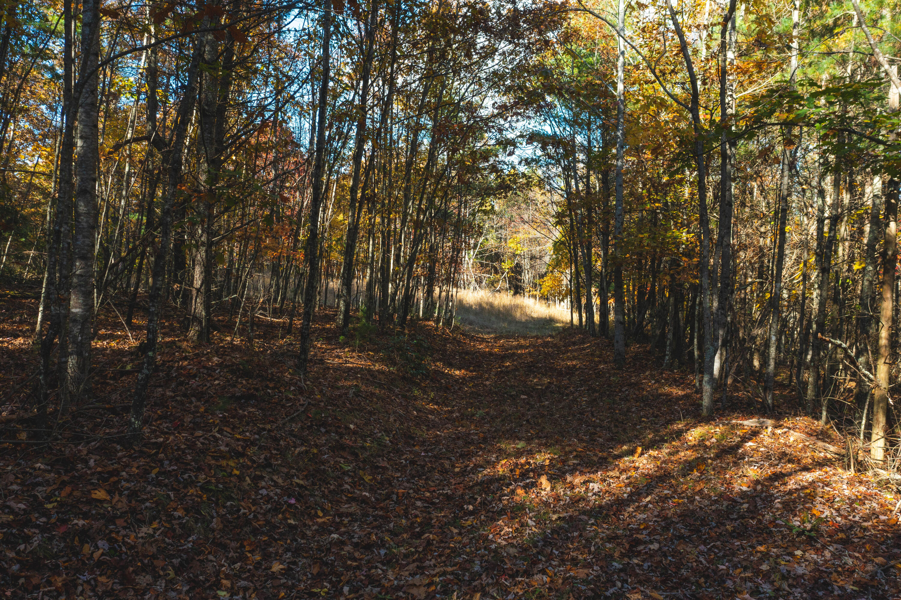 3 Weeks Road Floyd, VA 24091 - Photo 1 of 26 a view of forest