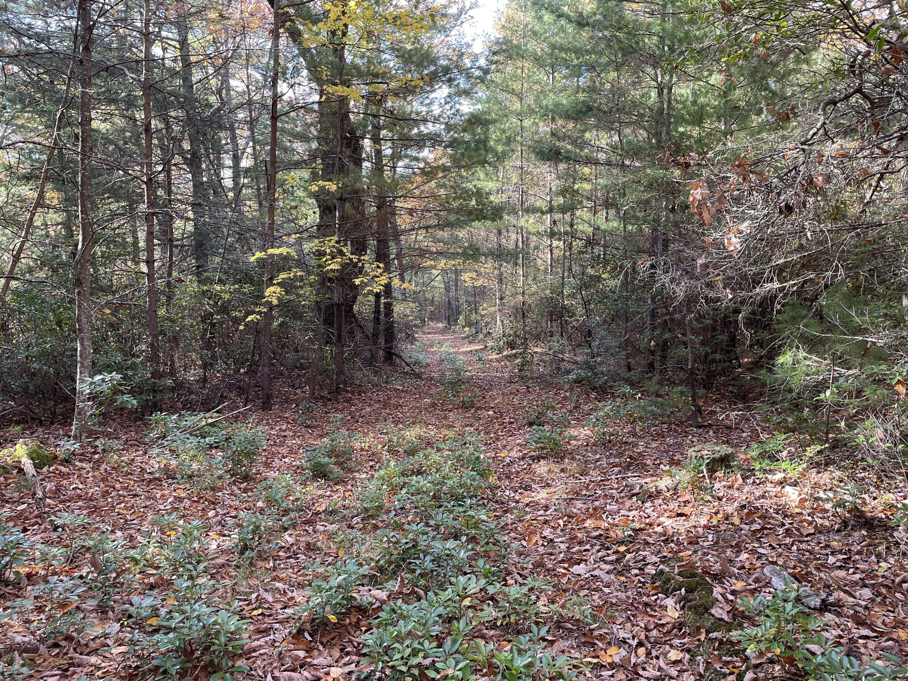 3 Weeks Road Floyd, VA 24091 - Photo 23 of 26 a view of a forest with trees