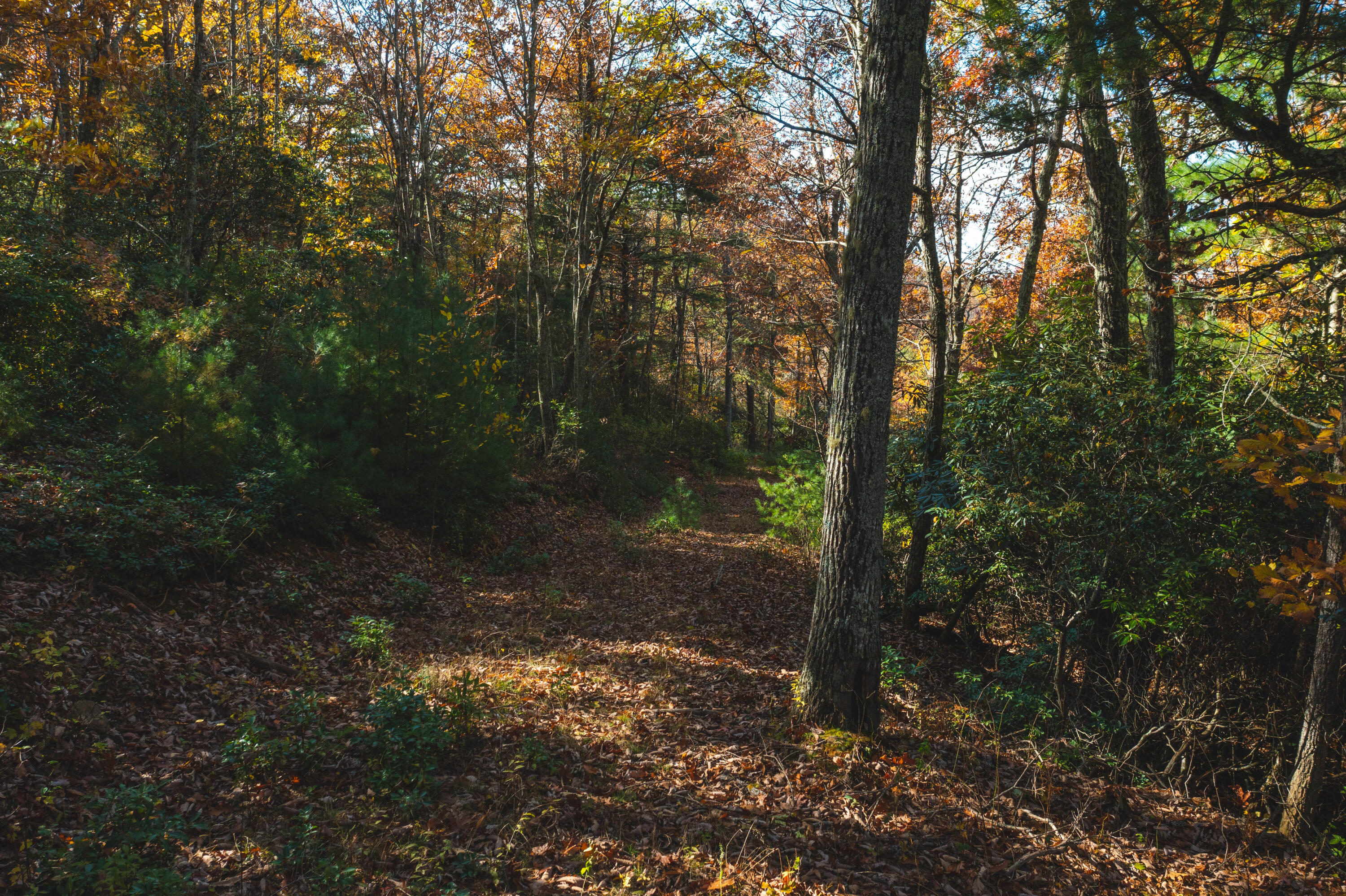 3 Weeks Road Floyd, VA 24091 - Photo 5 of 26 a view of a forest