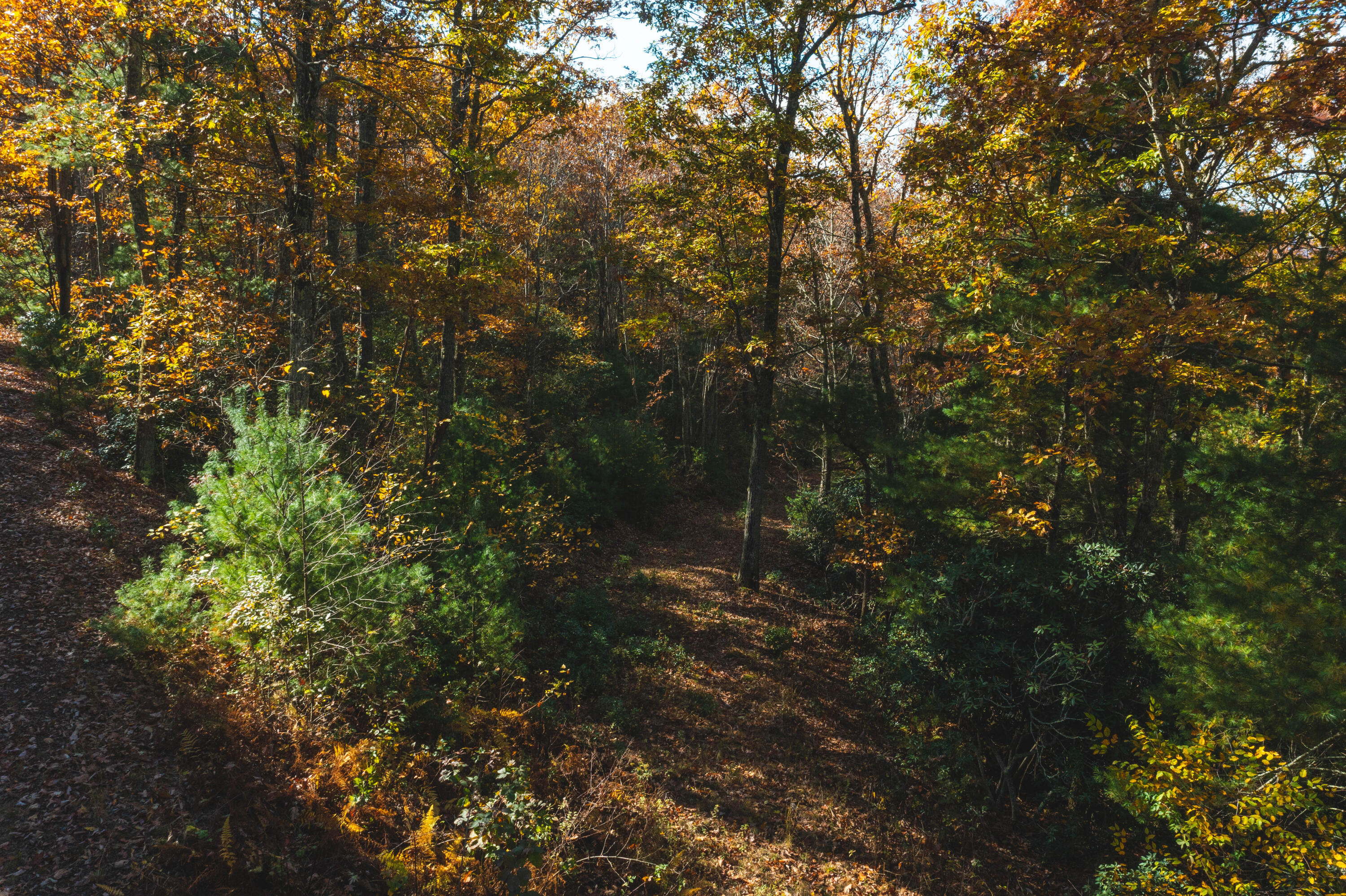 3 Weeks Road Floyd, VA 24091 - Photo 6 of 26 a view of a forest with lots of trees
