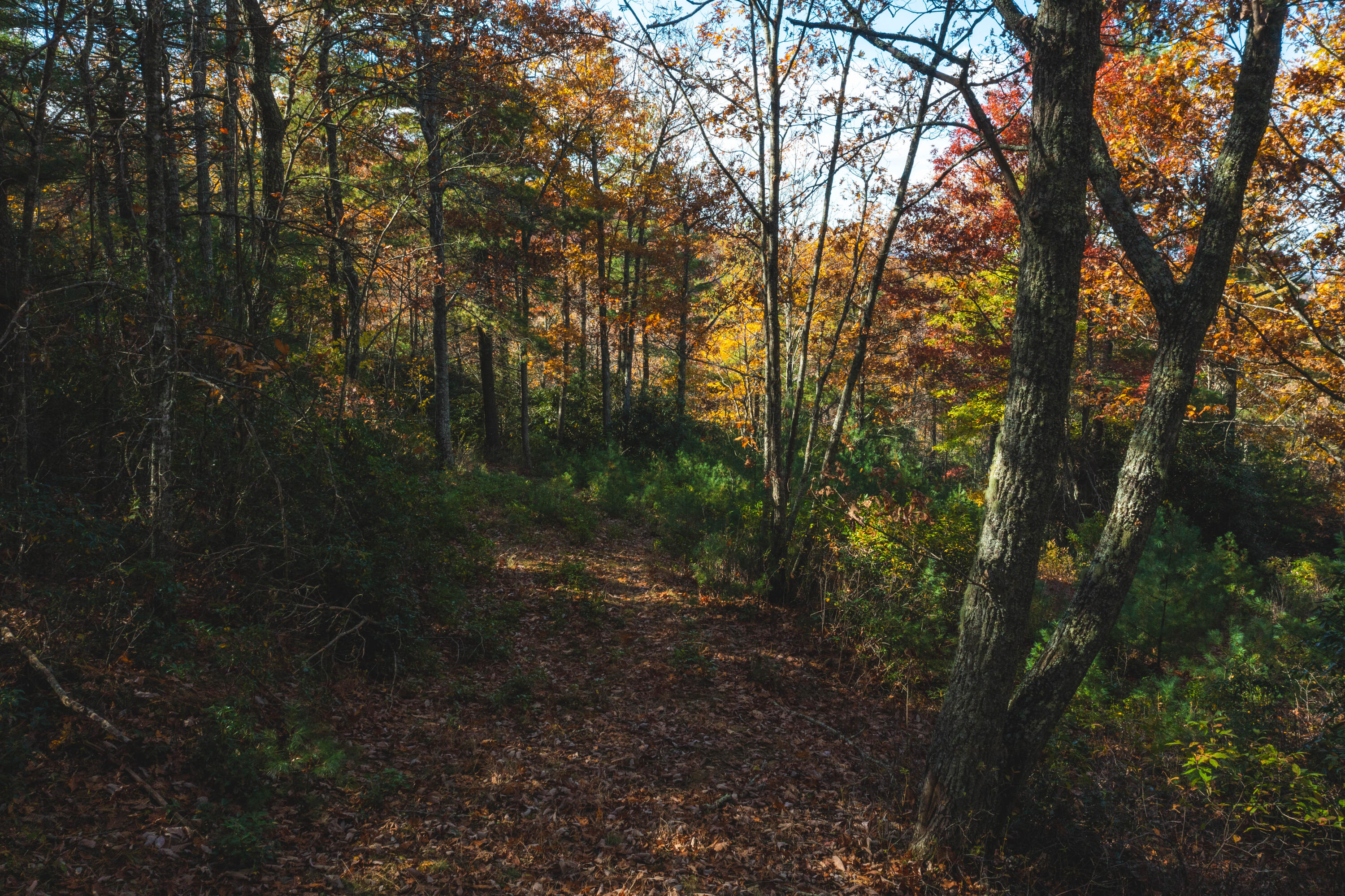 3 Weeks Road Floyd, VA 24091 - Photo 7 of 26 a view of a forest with trees in back