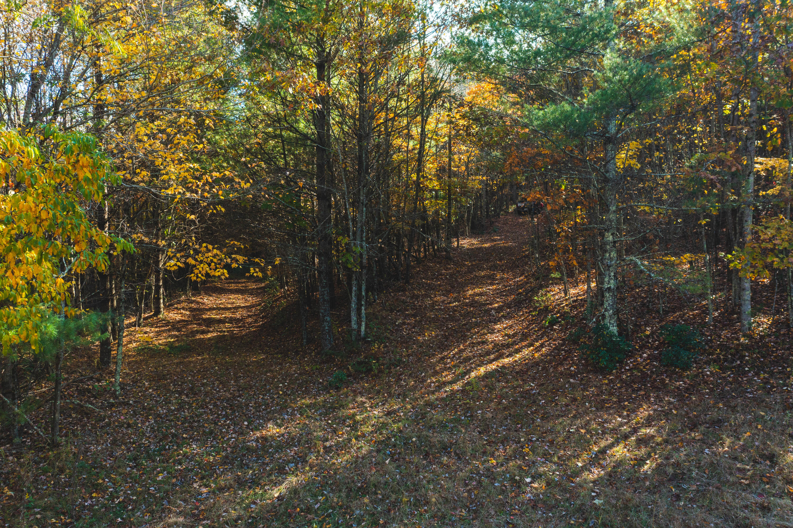 3 Weeks Road Floyd, VA 24091 - Photo 8 of 26 a view of a forest