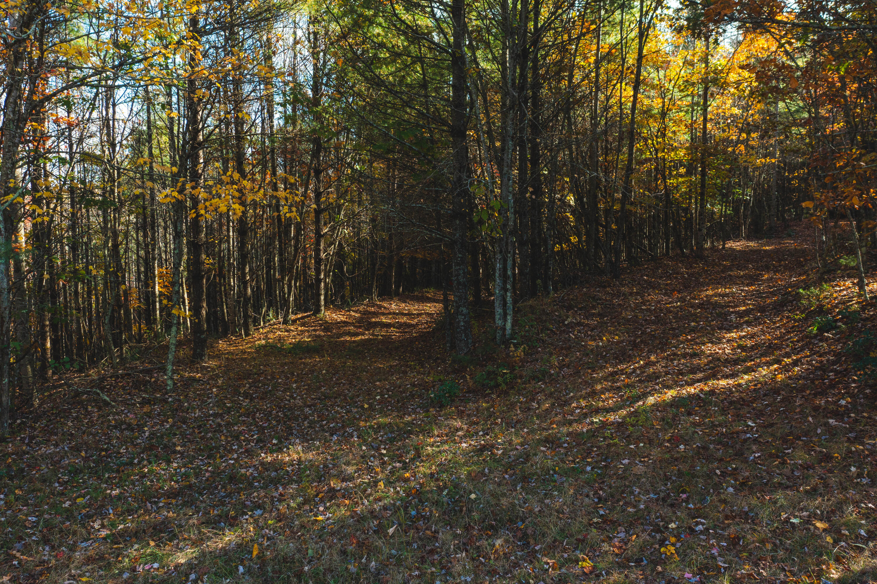 3 Weeks Road Floyd, VA 24091 - Photo 9 of 26 a view of a yard with trees