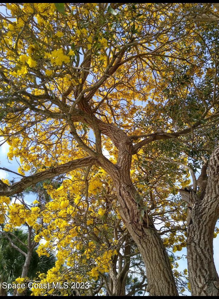 3850 Alamanda Key Drive Melbourne, FL 32901 - Photo 31 of 44 a view of tree