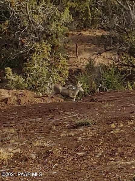 30570 Bucks Road Seligman, AZ 86337 - Photo 13 of 16 wildlife on property