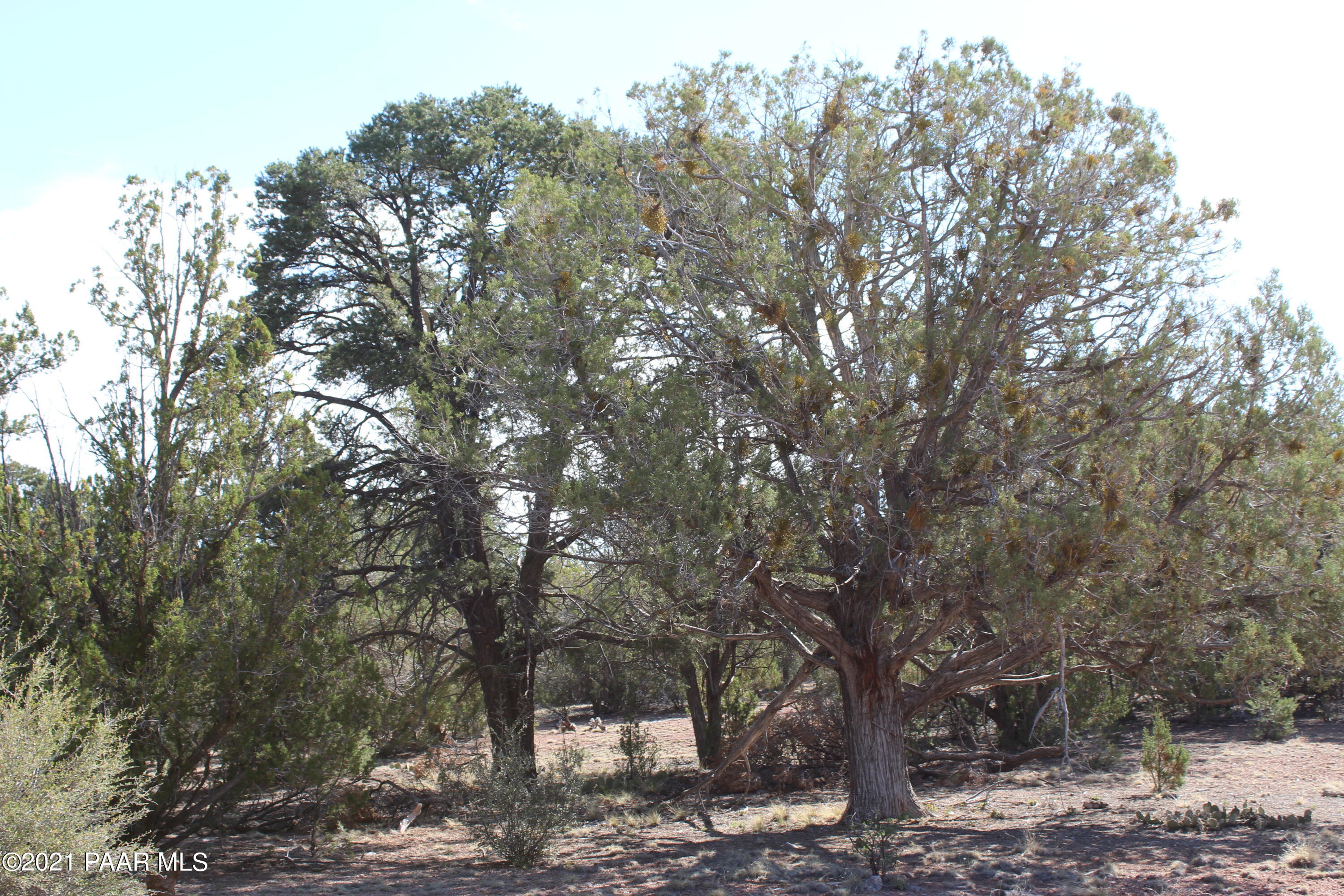 30570 Bucks Road Seligman, AZ 86337 - Photo 10 of 16 IMG_8694