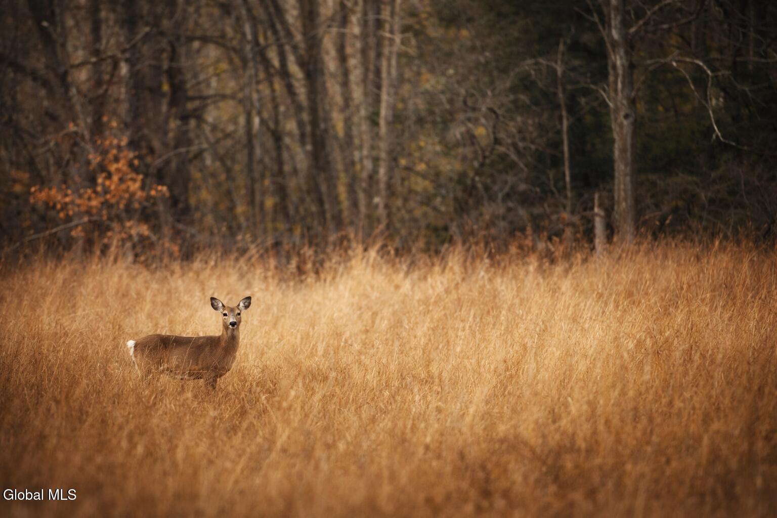 1085 Krumkill Road New Scotland, NY 12159 - Photo 10 of 11 uuid=B930EF53-1185-46C6-AAC3-5AED3236C04