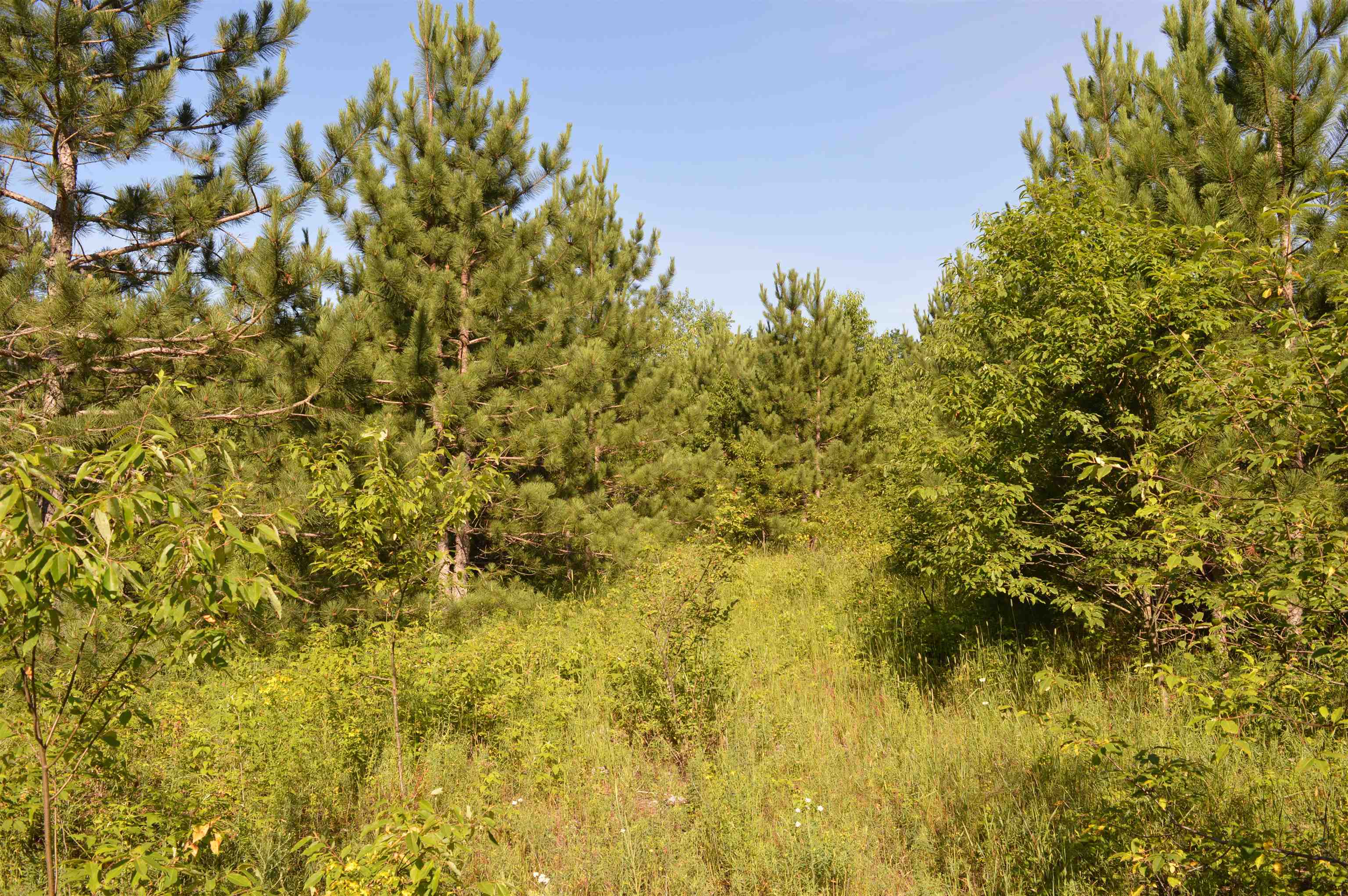Northeast Holly Road, Unit LOT: A Kalkaska, MI 49646 - Photo 12 of 27