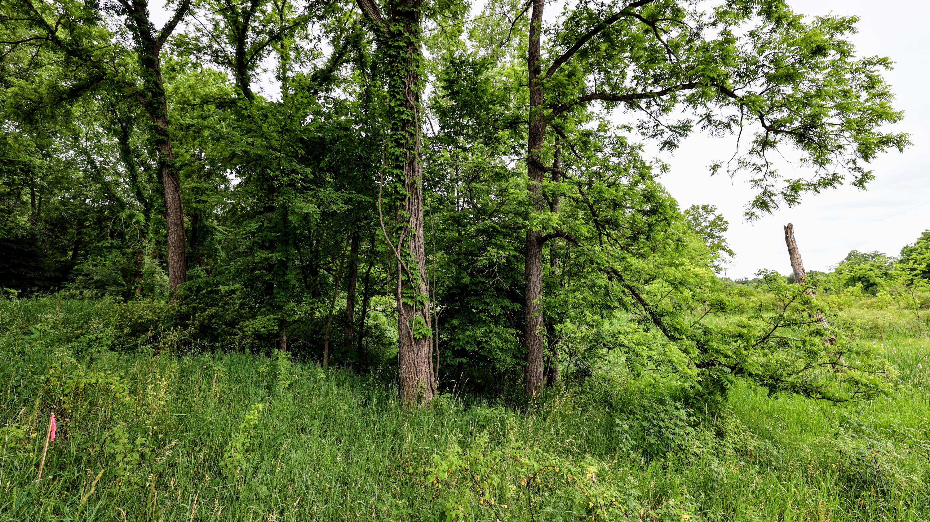 Vl Mud Lake Road Bellevue, MI 49021 - Photo 24 of 48 24