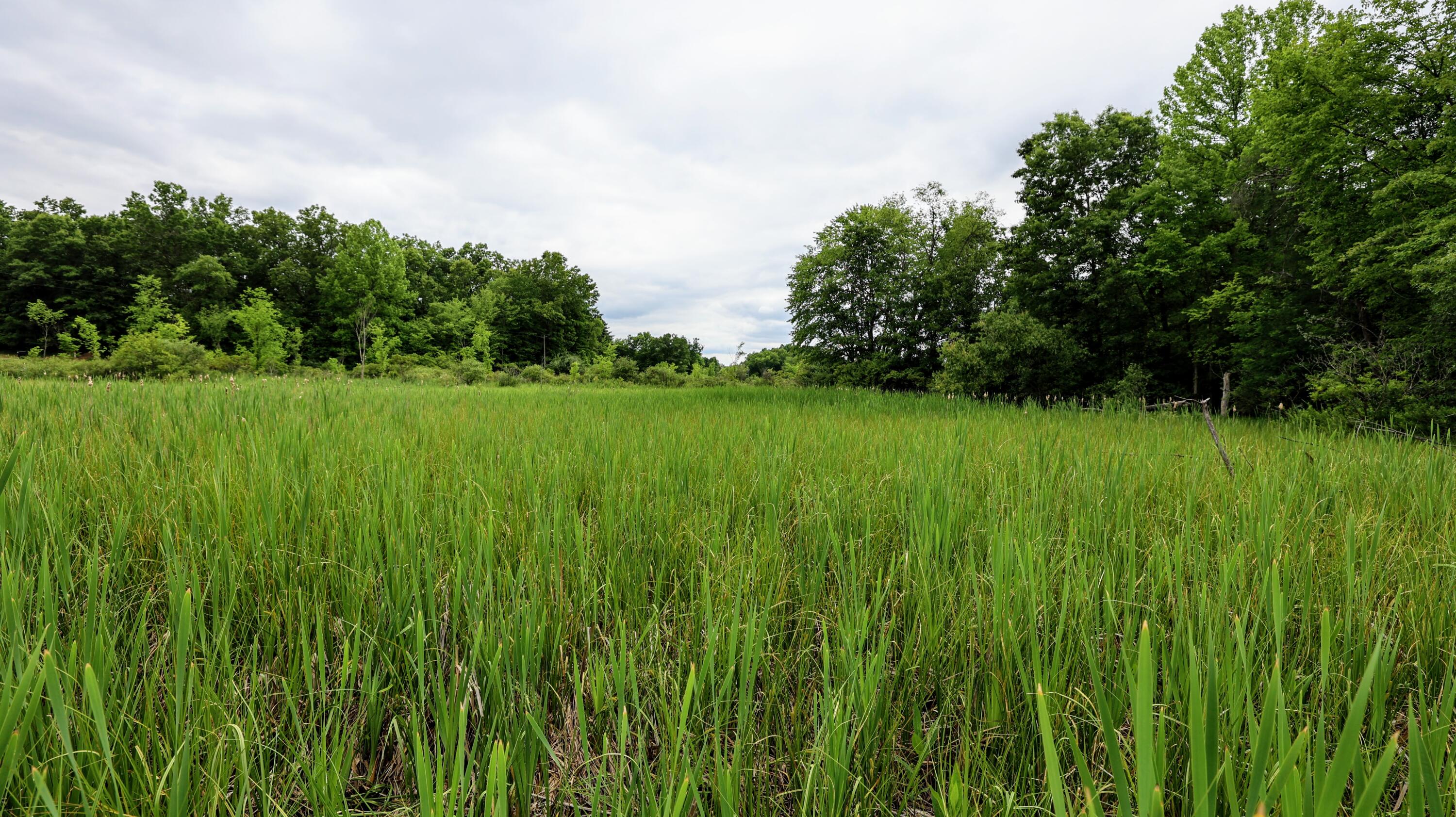 Vl Mud Lake Road Bellevue, MI 49021 - Photo 26 of 48 26
