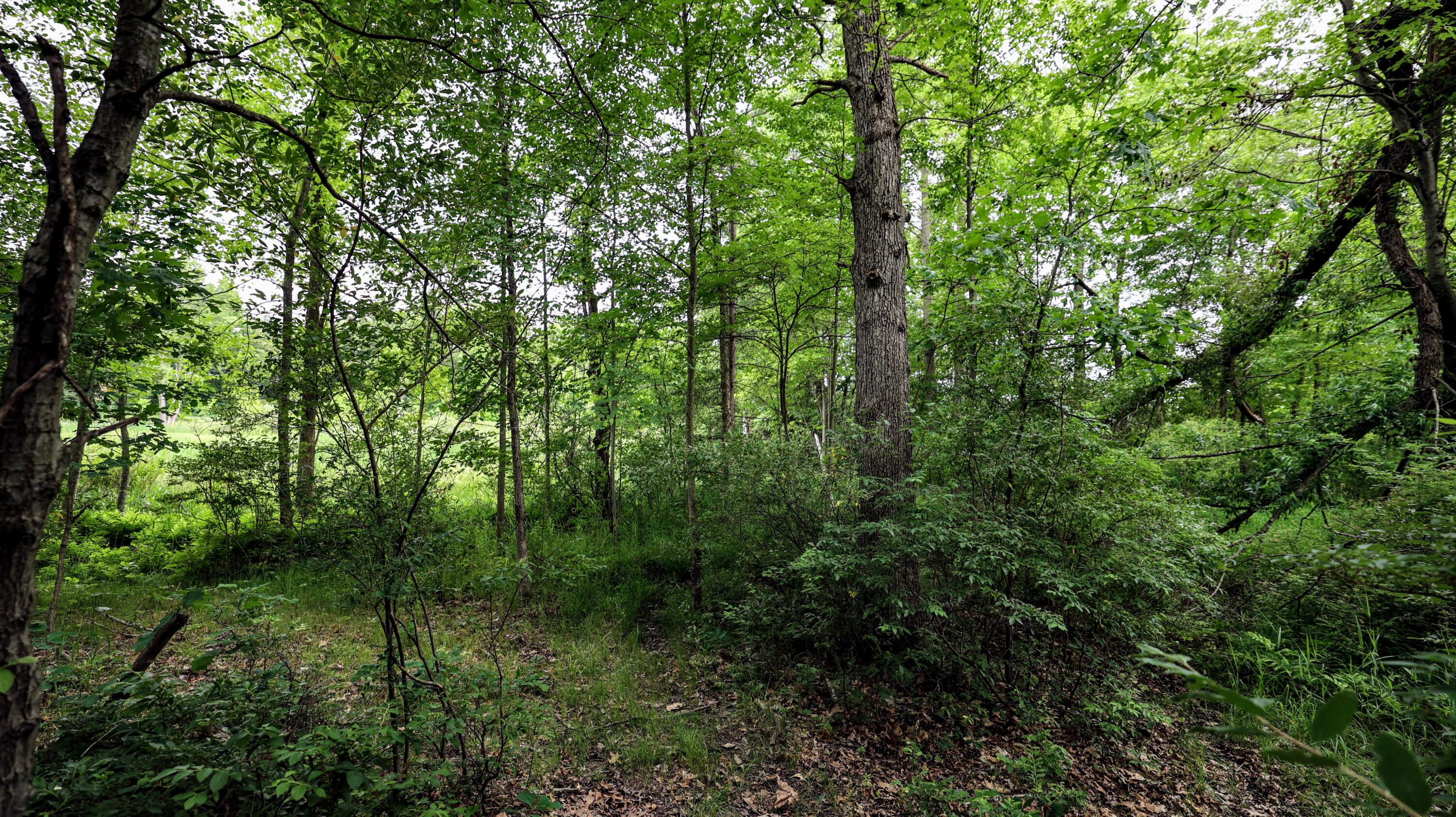 Vl Mud Lake Road Bellevue, MI 49021 - Photo 30 of 48 30