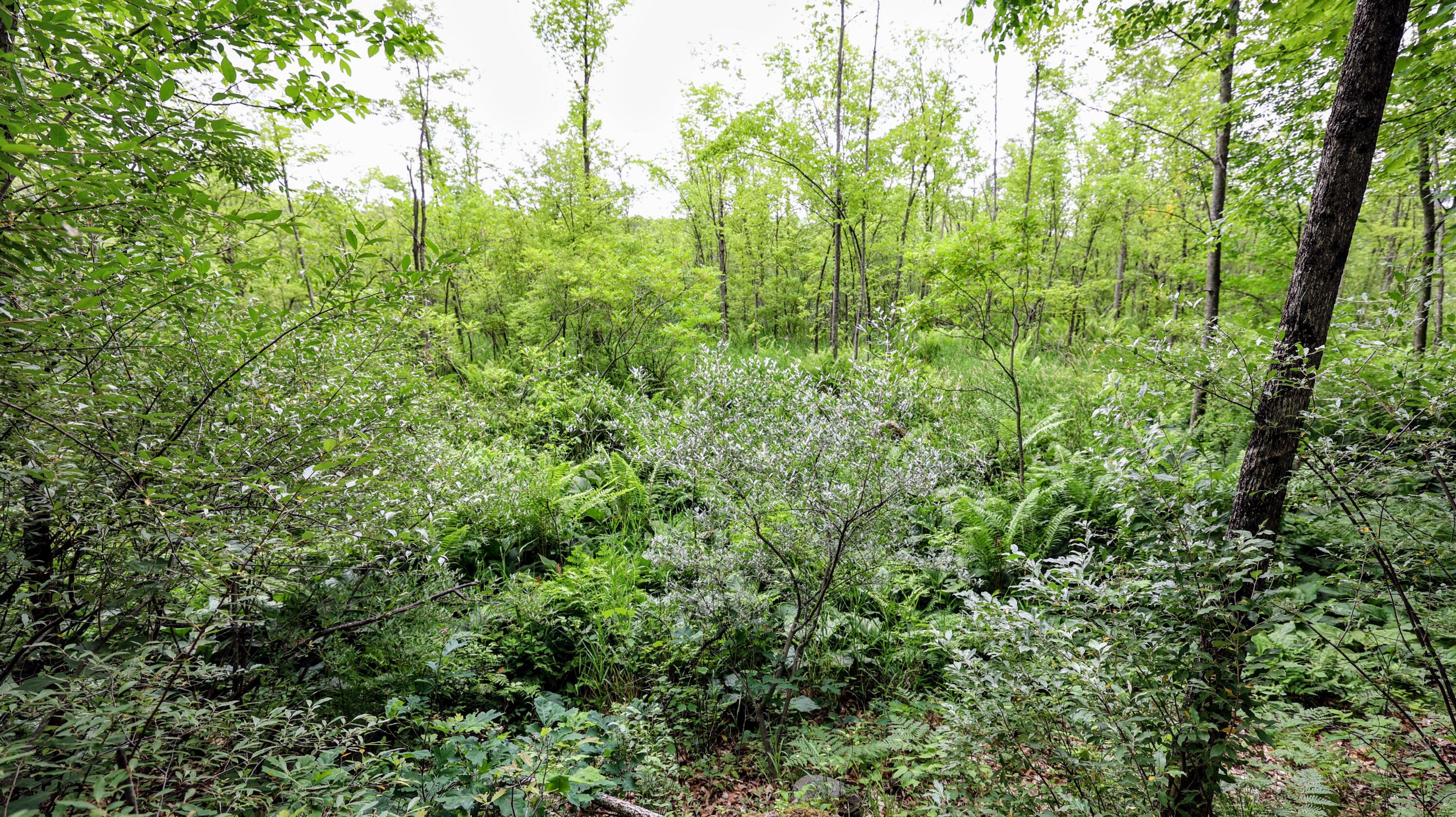 Vl Mud Lake Road Bellevue, MI 49021 - Photo 35 of 48 35