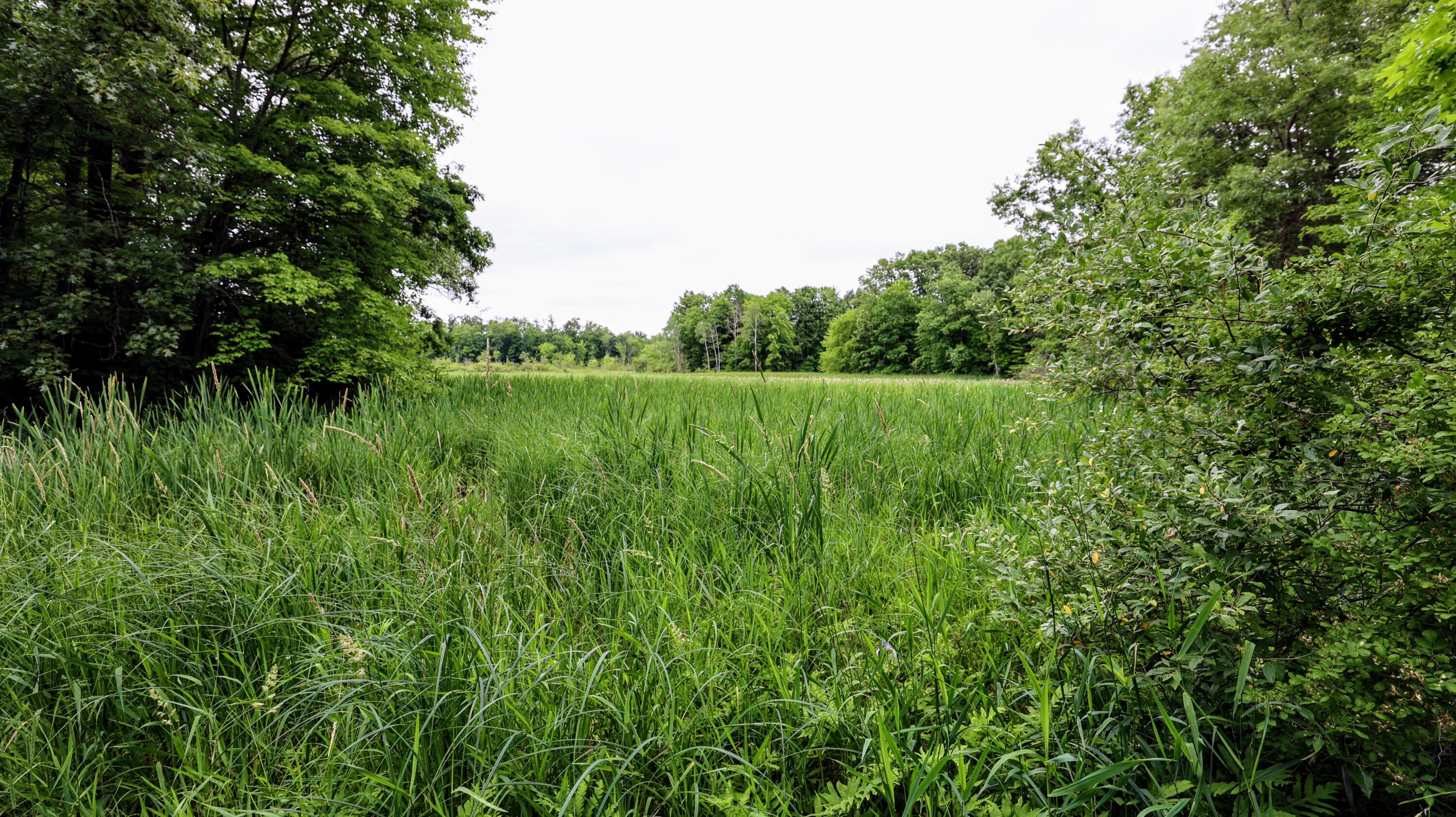 Vl Mud Lake Road Bellevue, MI 49021 - Photo 36 of 48 36