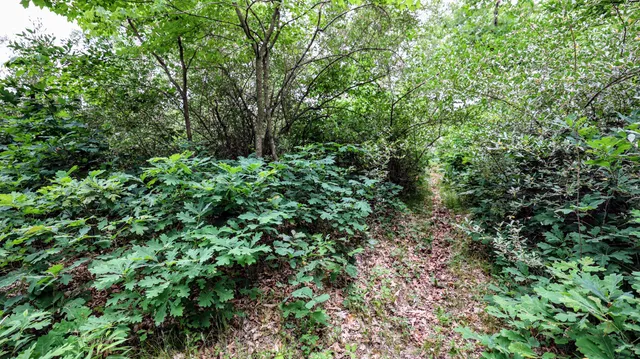 $135,000 | Vl Mud Lake Road, Bellevue, MI 49021